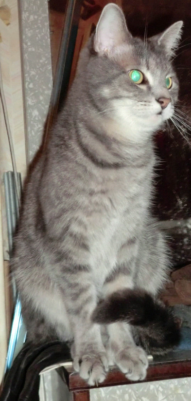 Котонянька и котовторник