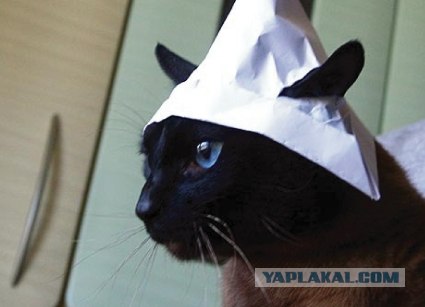 Котовторник ( 23.10. 2012. )