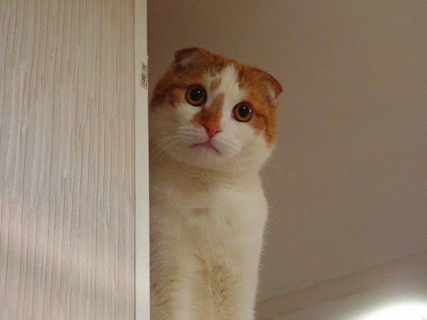Котовторник 29.01.2013