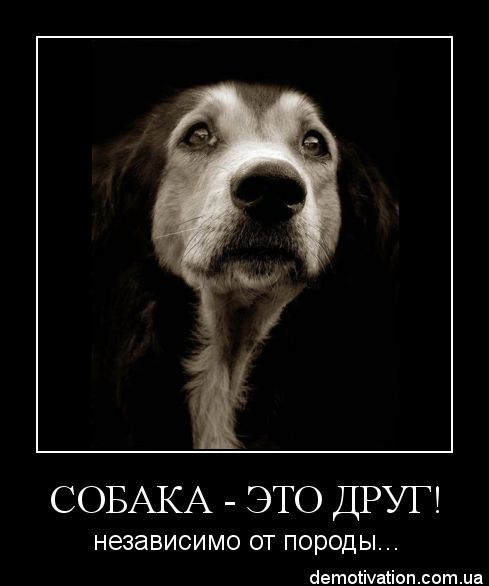 В Одессе спасли щенков, выкинутых на мороз в мешке