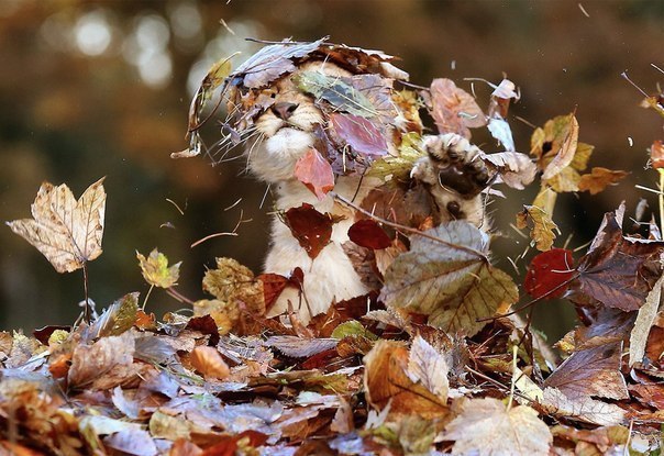 Дикий котовторник 20.08.19