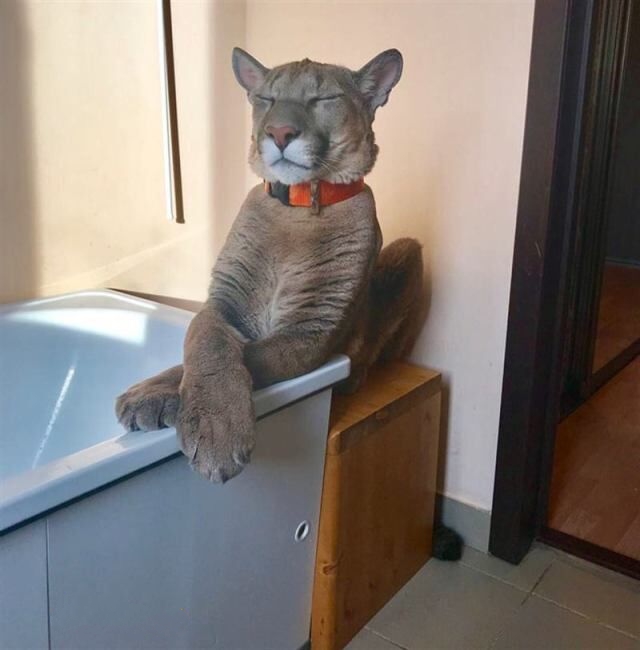 Эти забавные животные