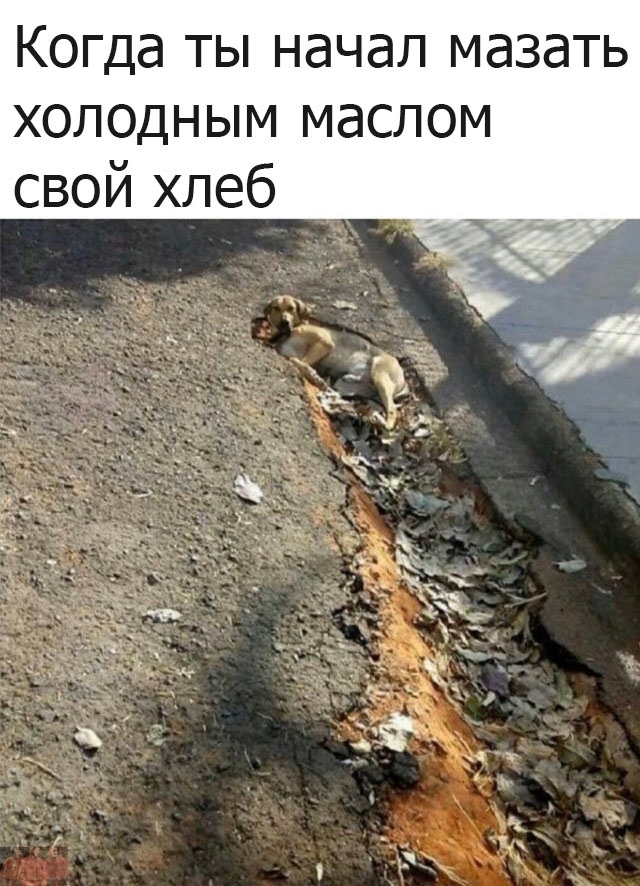 Весёлый полтишок 22.03