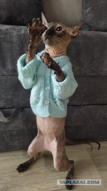 Котэ Веник в котовторник