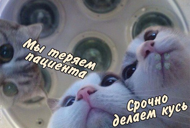 Кусь или не кусь?