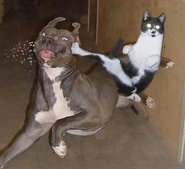 Котодзюцу