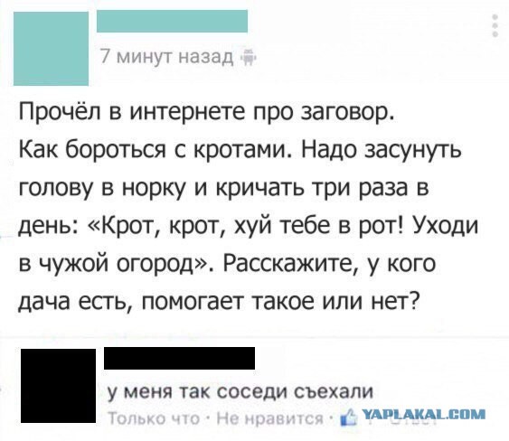 Кроты дерутся