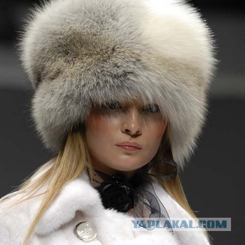 Кто-то явно получит по наглой мохнатой жопе