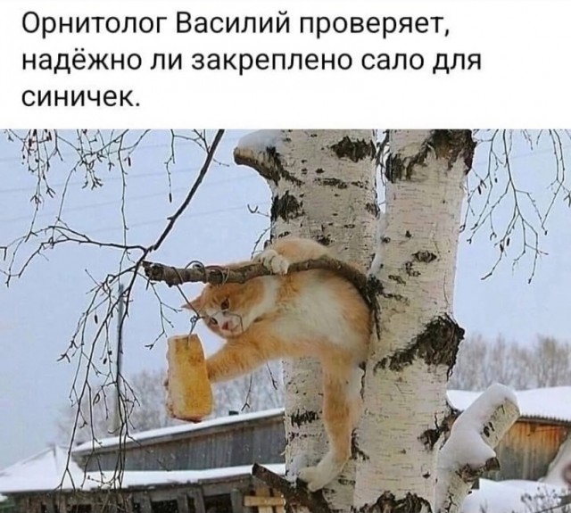Жизнь домашнего приюта "Котоленд" 433