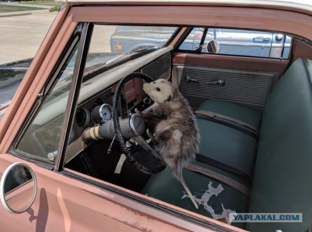 ФотоВинегрет