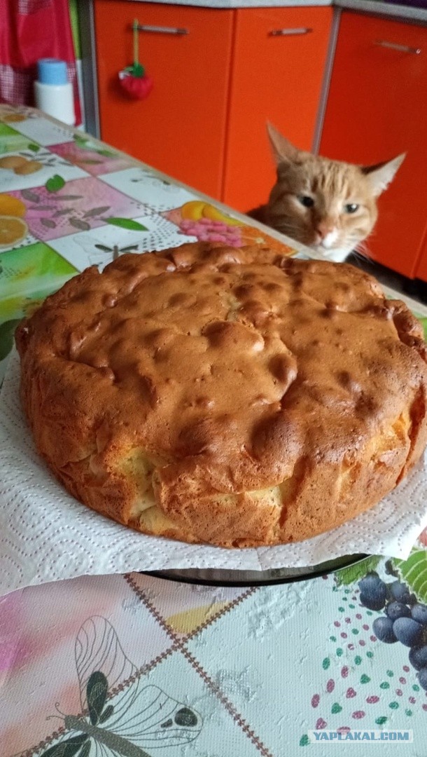 12 самых смешных котов в истории комического конкурса Comedy Pet Photography Awards