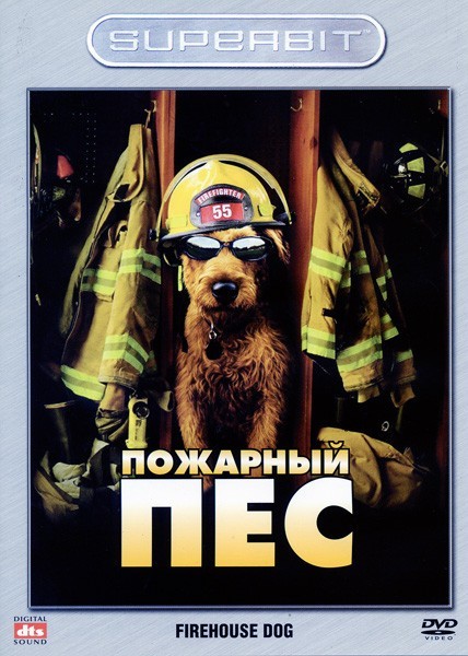 Колли, а популярна ли сейчас эта порода собак?