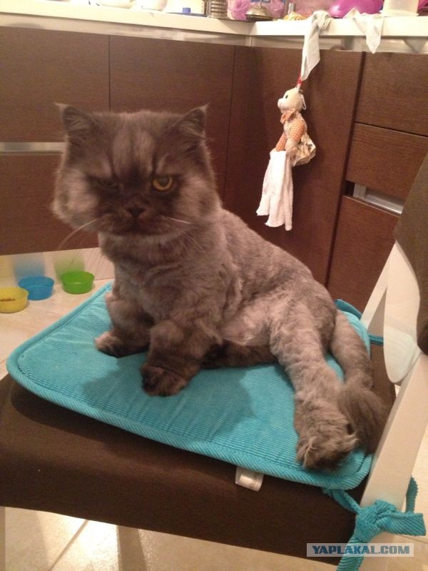 Котовторник 26.11.2013