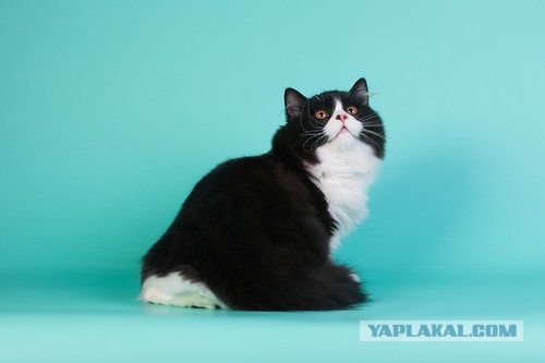 Котовторник   31.12.  2013