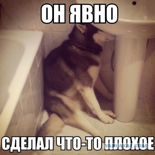 За что лапы крутите, волки позорные?!