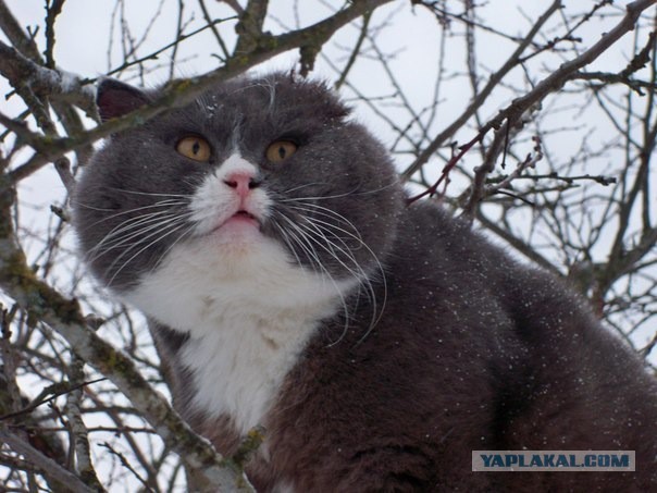 Котовторник 25.02.2014