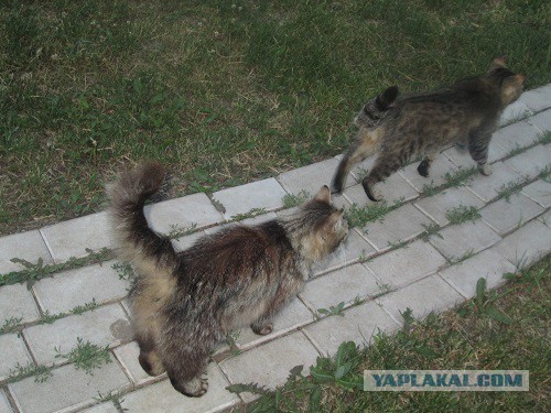 Котовторник 10.06.2014