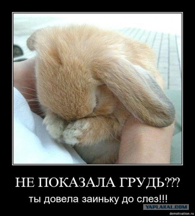 Сиськи