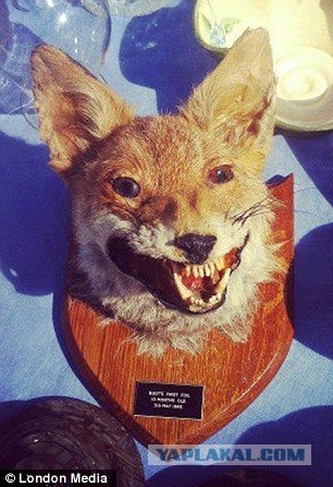 Чучело лисы