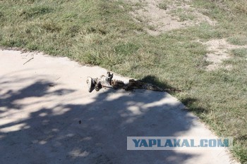 Парк львов Тайган, Крым
