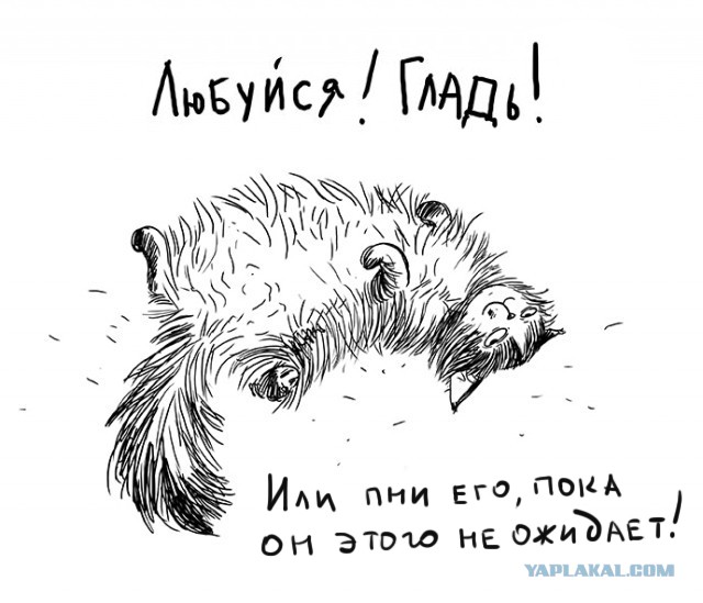 Забавные рисованные кошки