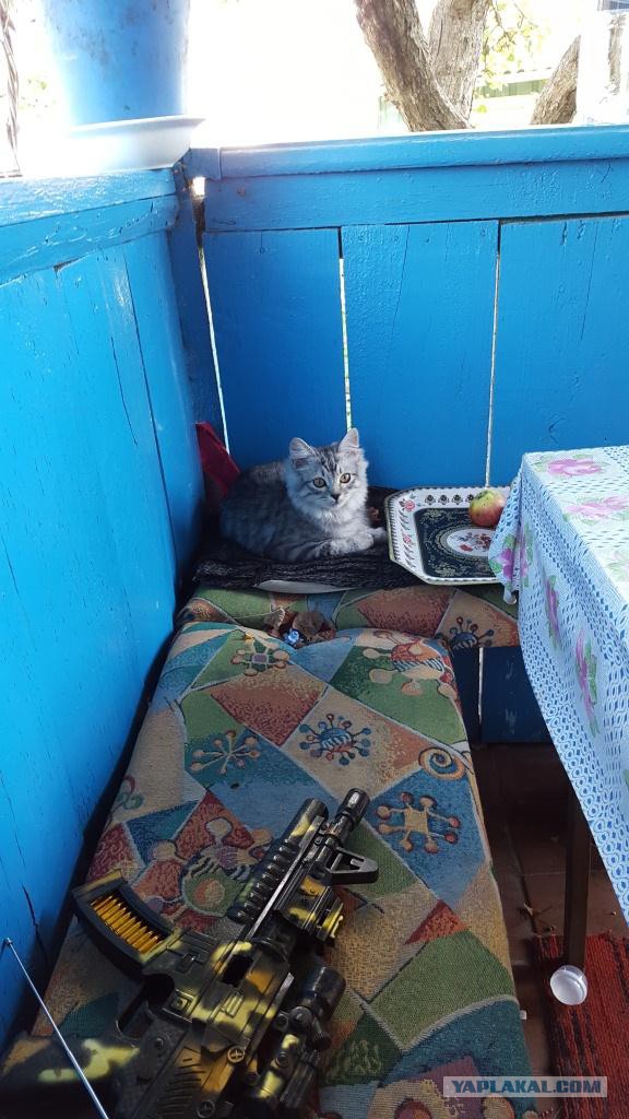 Котовторник 22.12.2015