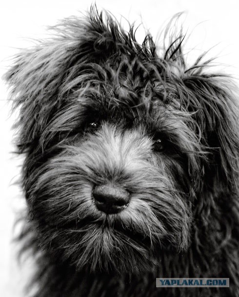 Собакочетверг