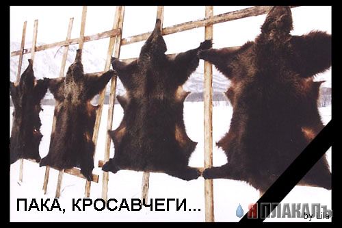 Превед медвед!