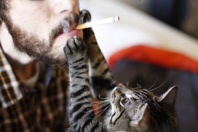 Демы к котовторнику!