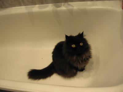Коты, кошки, котята
