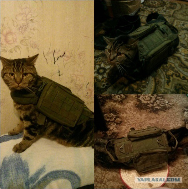 Котовторник 27.09.16