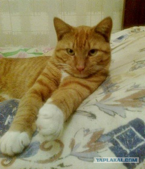 Рыжее счастье. На котовторник