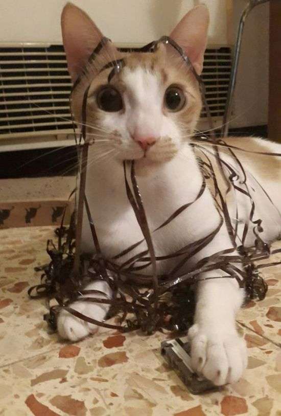Коты из сети