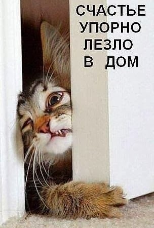Коты из сети