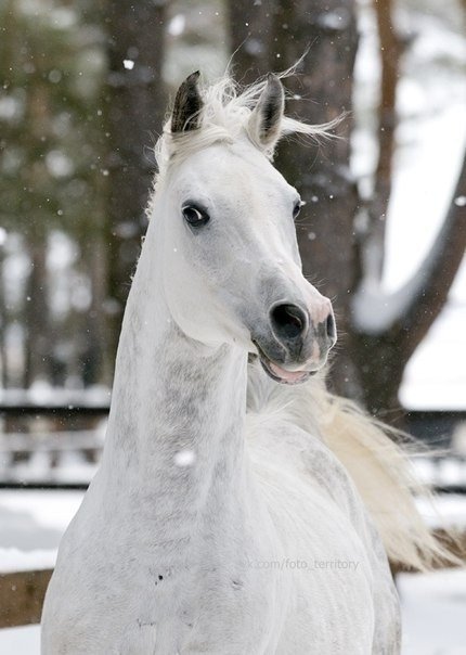 Самые смешные животные