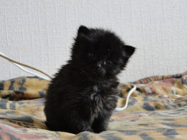 Коты и Кошки
