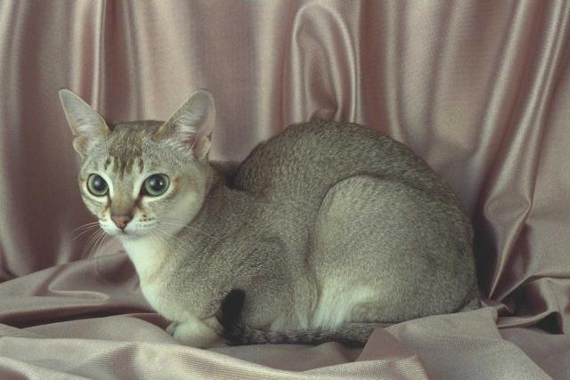 Коты и Кошки