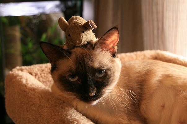 Коты и Кошки