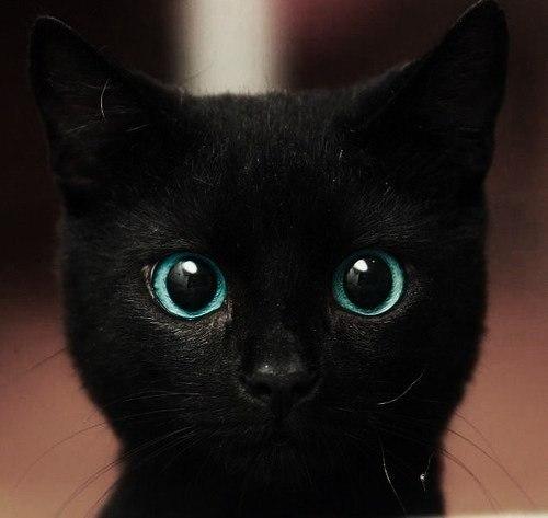 Коты и Кошки
