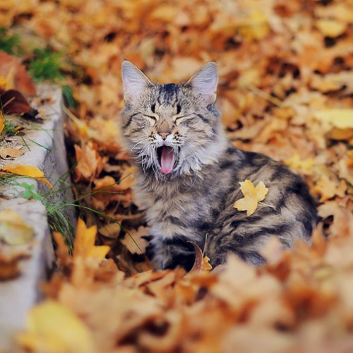 Коты и Кошки