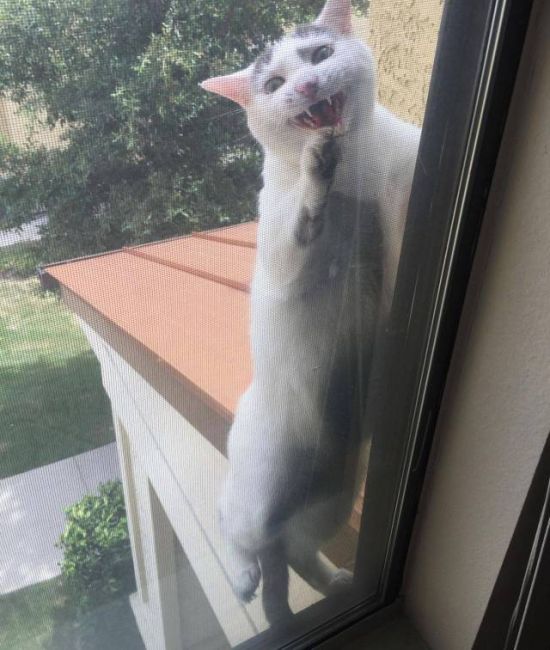 Коты и Кошки