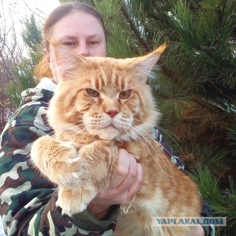 Котовторник 9.01.2018