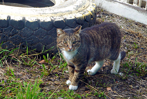 Котовторник