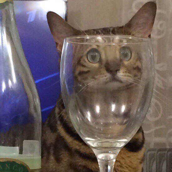 Картинка штош с котом