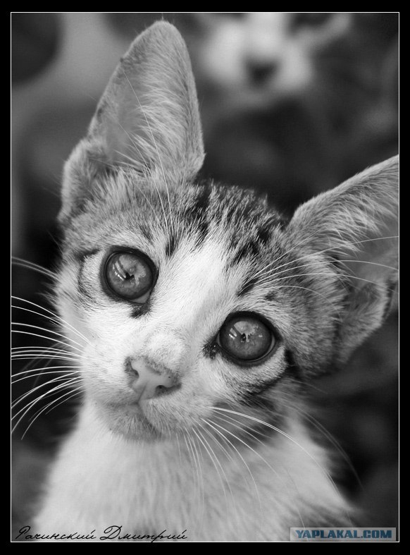 Котовторник (16.09.08)