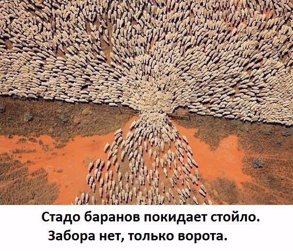 Нестандартный юмор