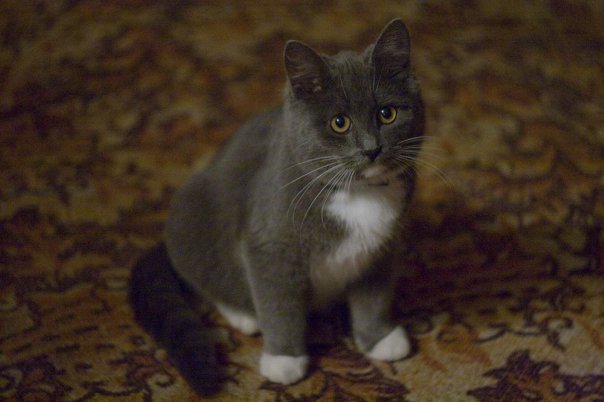 Котовторник стартует
