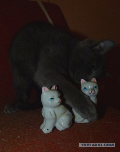 Начинаем котовторник!