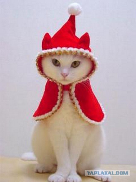 Котовторник объявляется открытым!