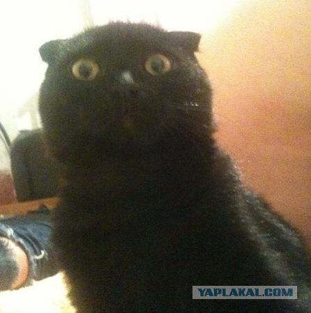 Котовторник в "КотоГетто"
